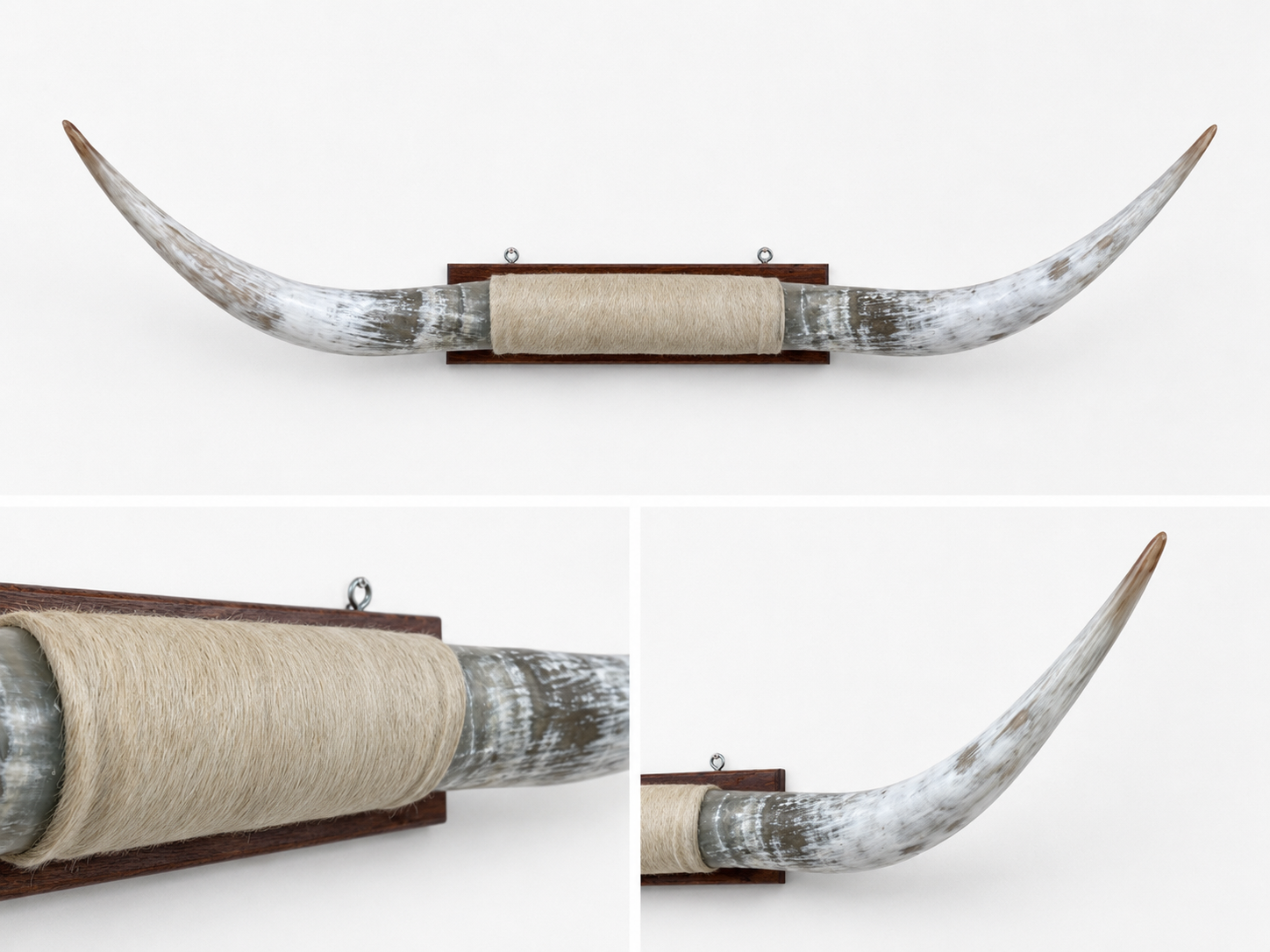 White - Long Horns